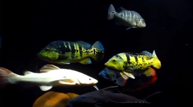 铁甲武士鱼,一个可爱的大块头 ,你喜欢吗