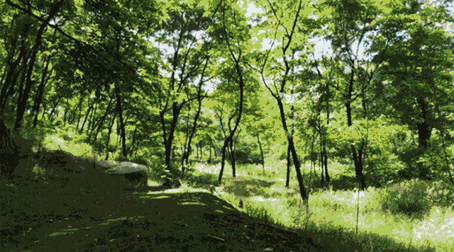 千年的原始深山林地,矿物营养丰富,肥沃率60%以上 这种大自然环境里的