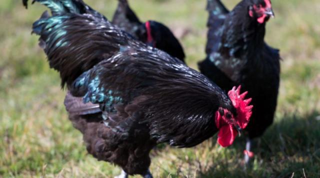 老人口中出血_手出血图片(2)