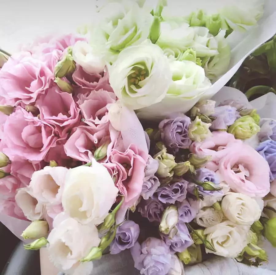 探秘北京最大最便宜的花市市场,从隆冬开到盛