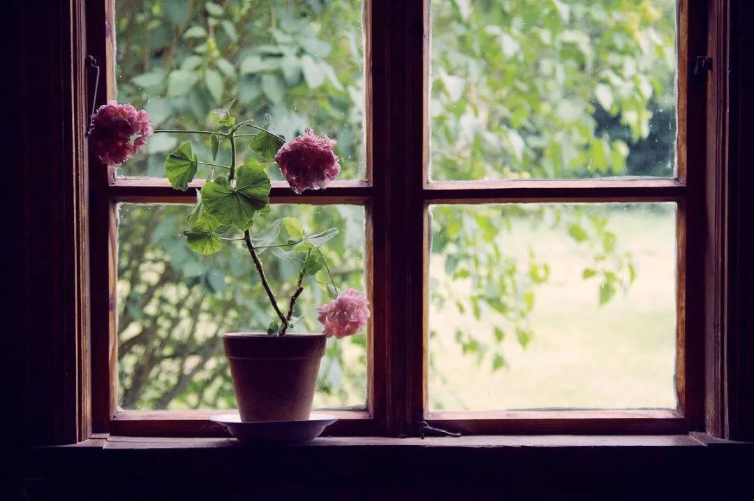 歌曲| 窗外那片娇艳的花丛,就像记忆中闪亮的瞬间