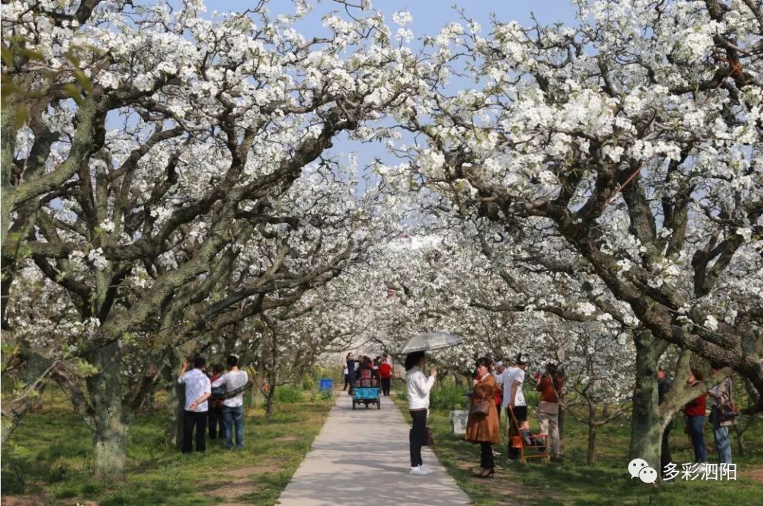 梨园地宫改编电影 战地狮吼演员阵容