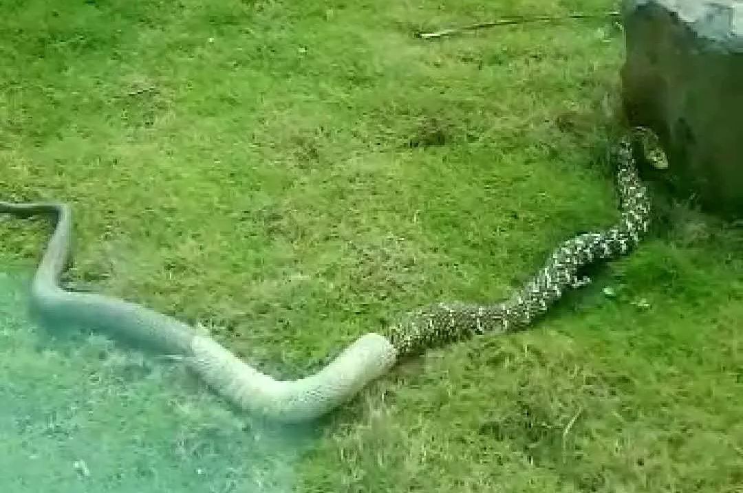 【视频】开眼界!琼海一大蛇蜕皮现场,看完竟然