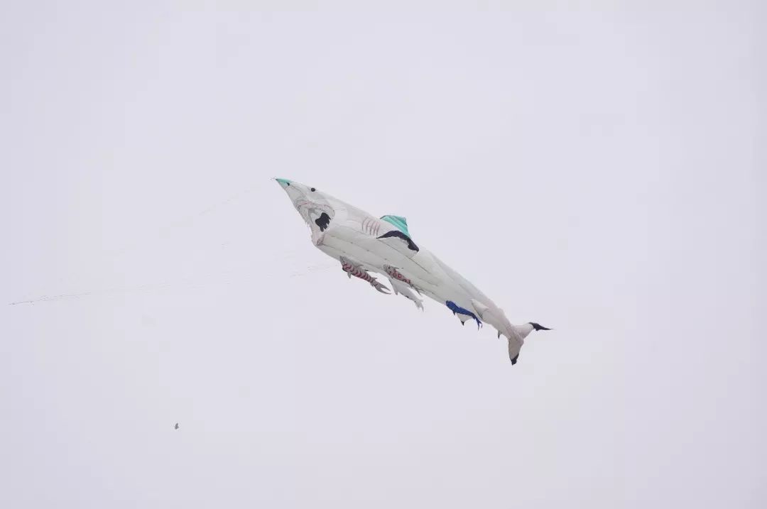 兩萬(wàn)多人都在抬頭看啥？花鳥(niǎo)魚(yú)蟲(chóng)都“飛”上了武漢的天(圖4)