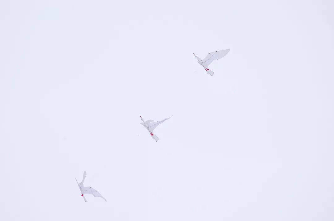 兩萬(wàn)多人都在抬頭看啥？花鳥(niǎo)魚(yú)蟲(chóng)都“飛”上了武漢的天(圖2)