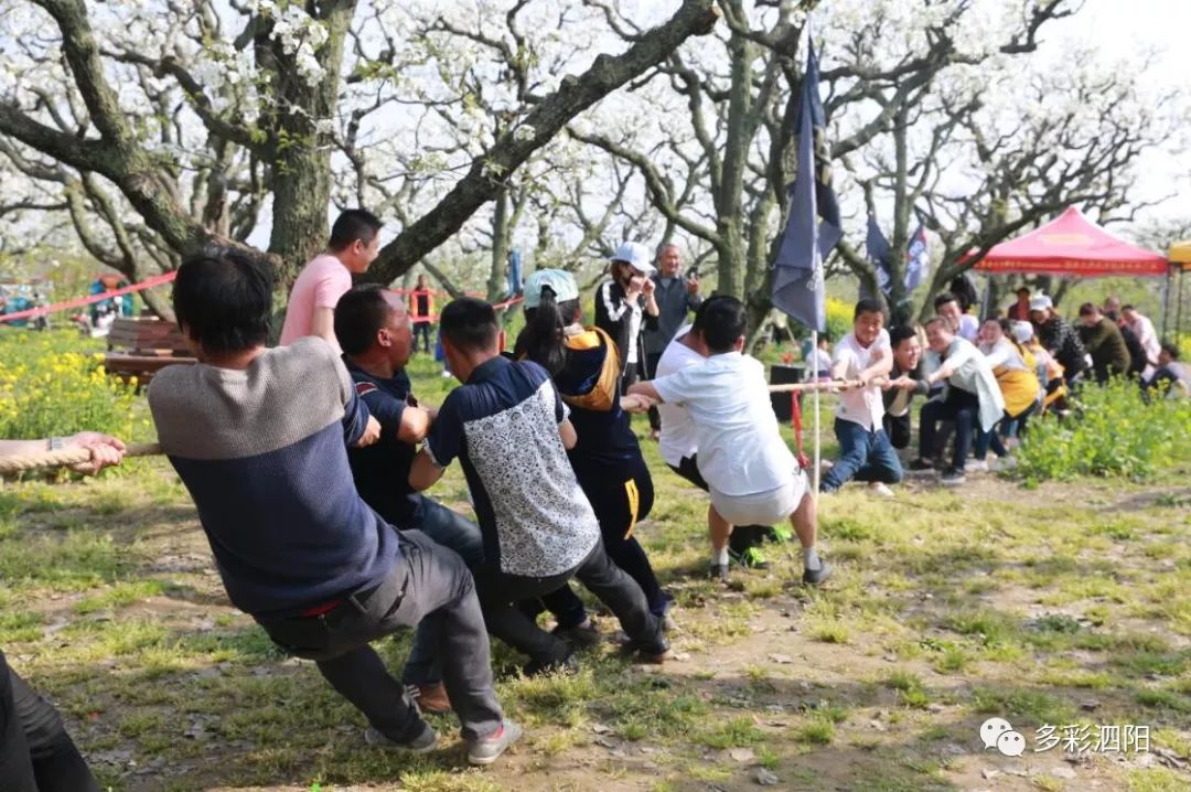 【百年梨园抢先看】2018首届爱园梨花节|泗阳|梨园|爱园_新浪新闻