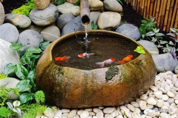 如何养鱼才能为你招来好运？ | 风水改善运势