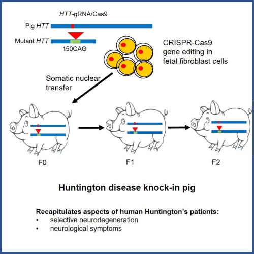 广州生物院等培育出世界首例神经疾病基因敲入
