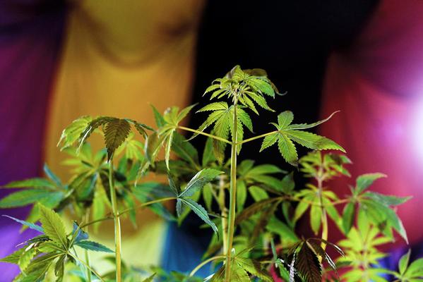 苹果彩票官网真的假的,长沙市望城区教育局副局长曹小平主动投案