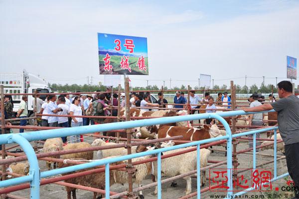木垒县举办2018年牛羊品种改良成果展示大会