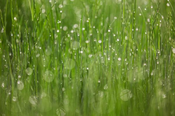 谷雨养生：走谷雨驱百病，夏未到慎冷饮