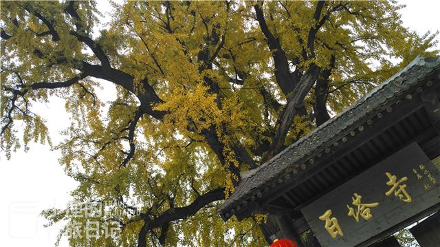 藏在秦岭的西安最小寺庙，只有一进院落，一棵树就占了半个院子