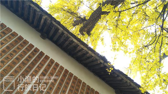 藏在秦岭的西安最小寺庙，只有一进院落，一棵树就占了半个院子