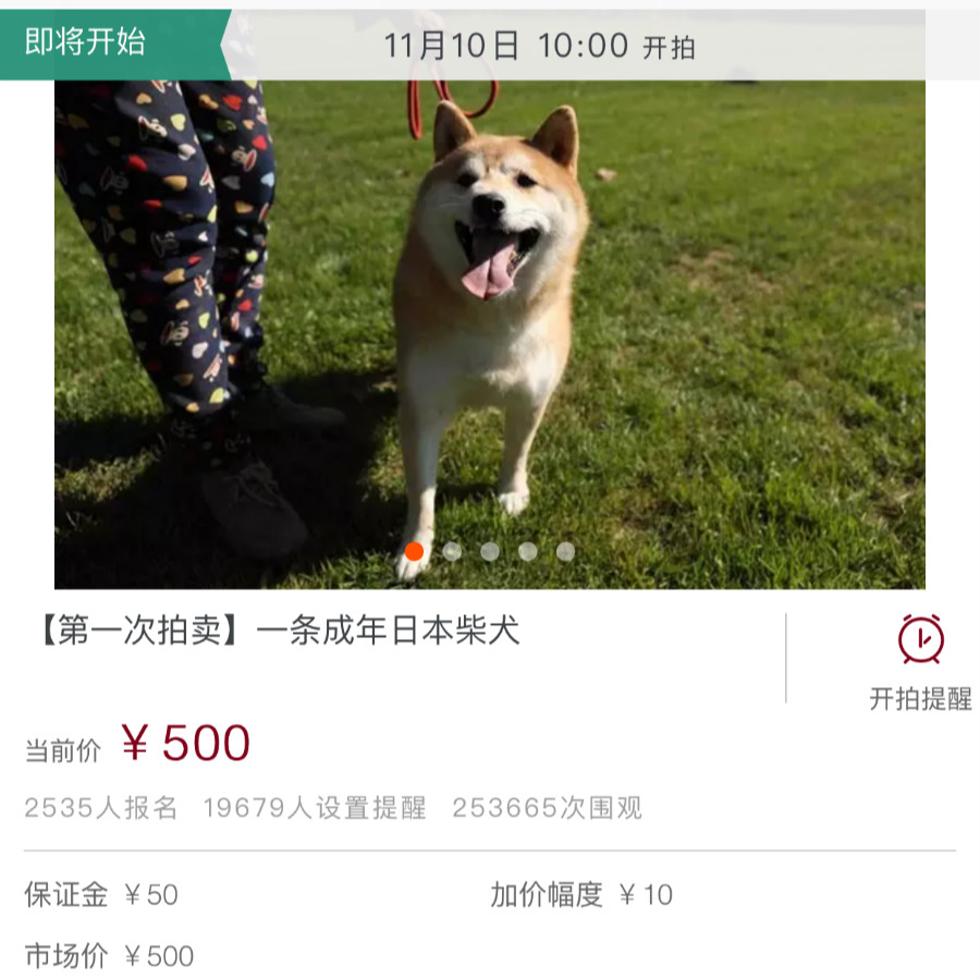 柴犬登登被司法拍卖走红主人越洋电话称要履行判决