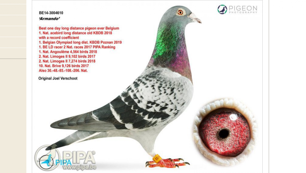图自Pigeon Paradise