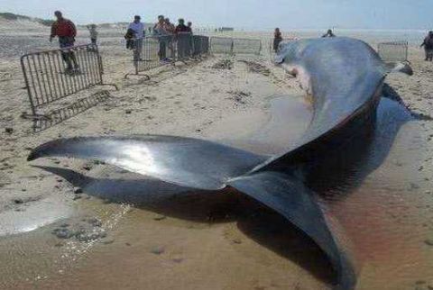 为什么死掉了的鲸鱼，会在一段时间后爆炸？看完真是大开眼界