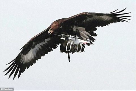 这些鹰已经被法国空军训练成能从空中击落无人驾驶飞机.