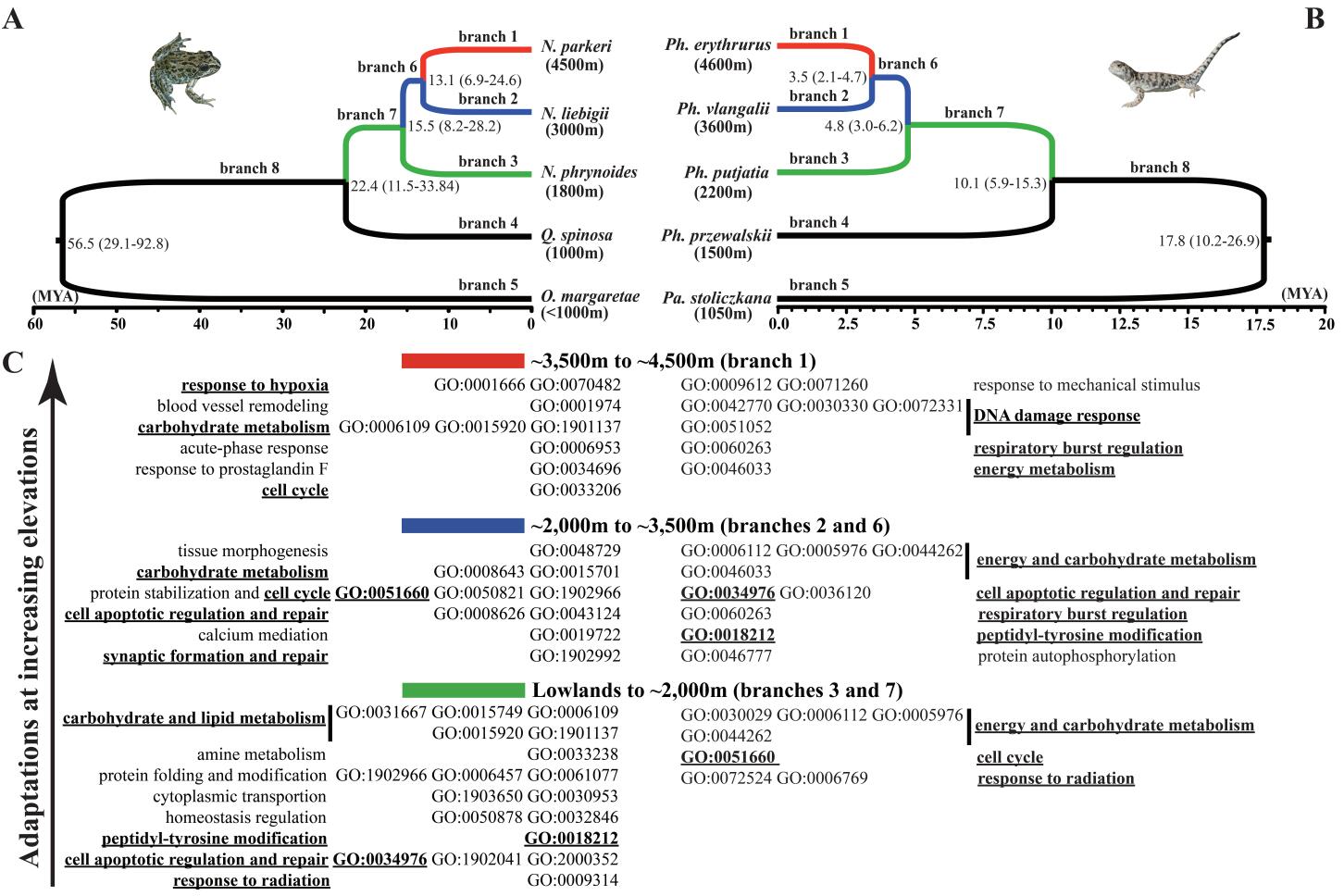 昆明动物所等揭示动物高原适应在分子水平的趋同性及其沿海拔梯度的动态进化历史