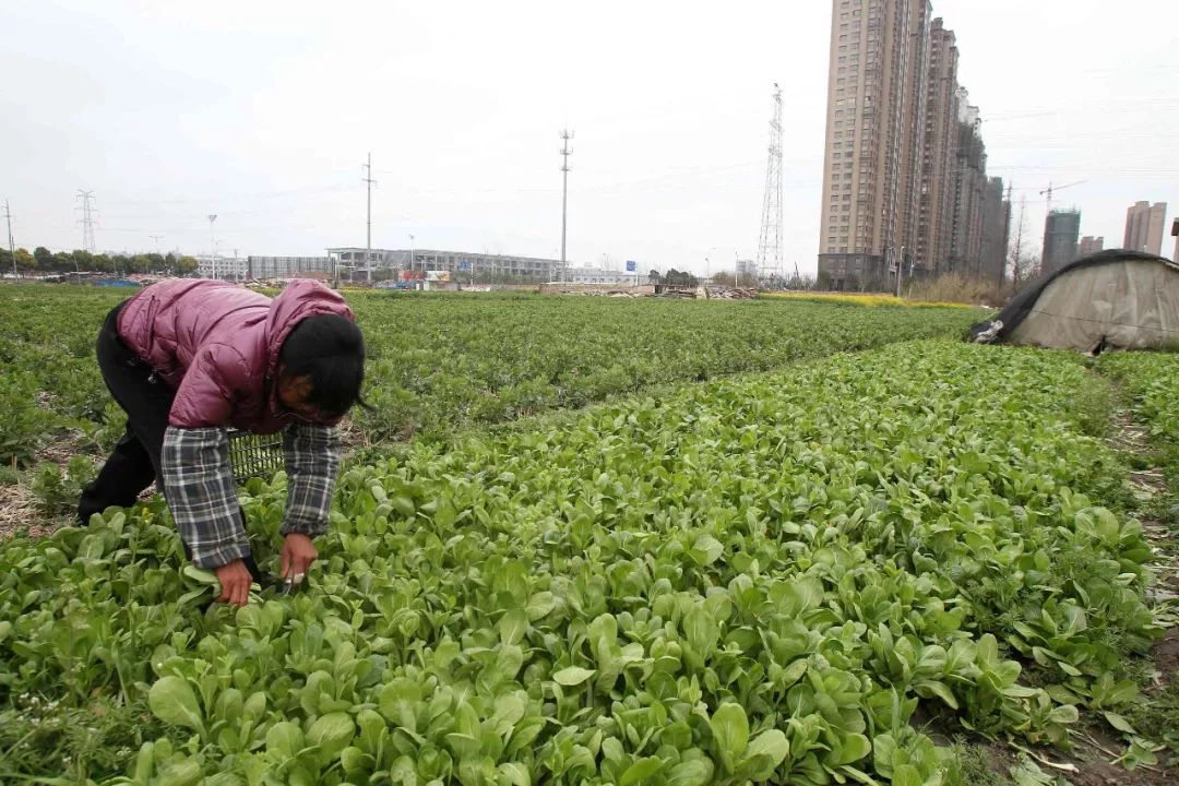 管家婆正版四不像图一肖