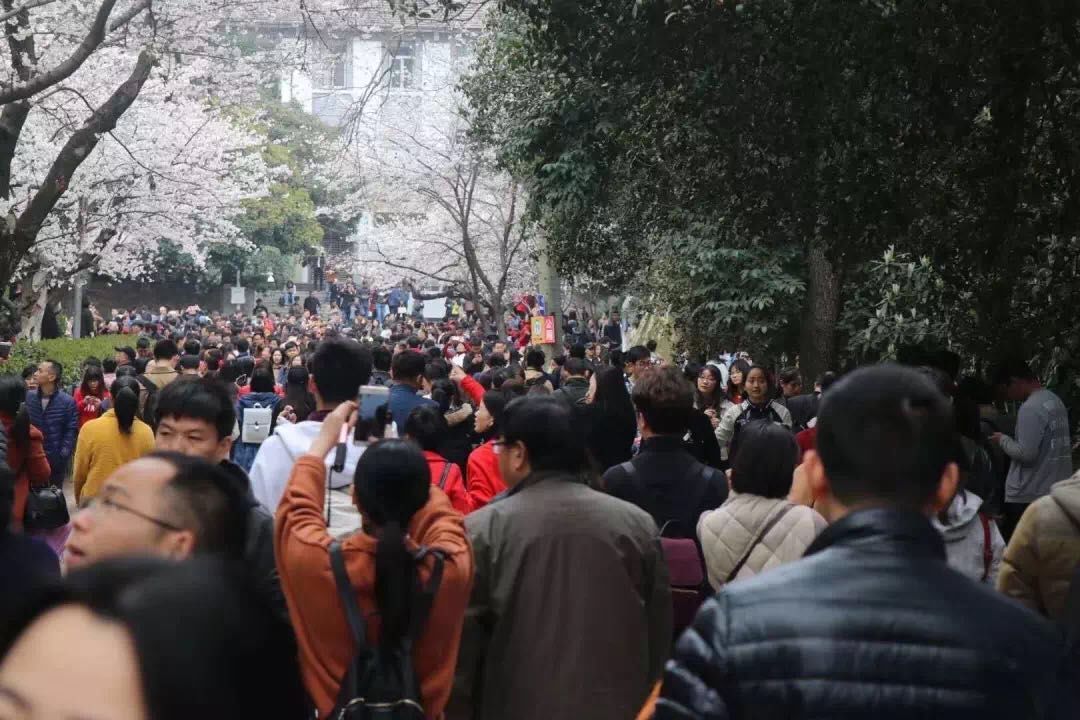 男子在武汉大学猛摇樱花树 花瓣掉落旁人叫好(图)