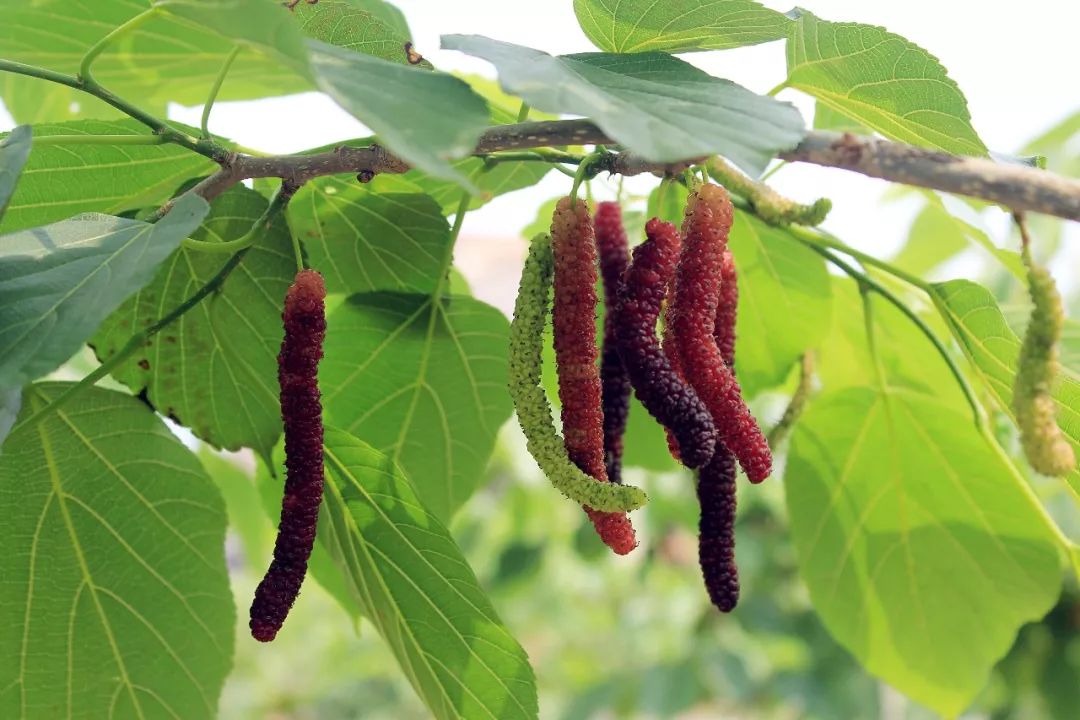 福利到!里水这片台湾长果桑甜过初恋!快滴组队开摘啦喂!