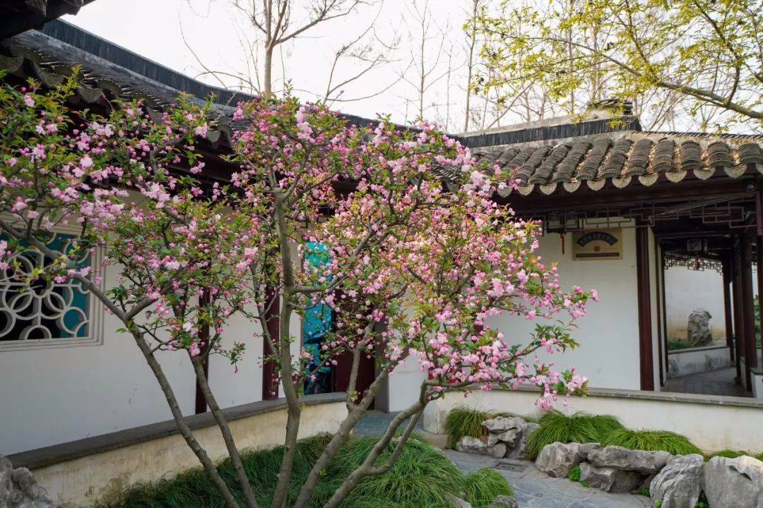 苏州的春天就藏在这些小巷里