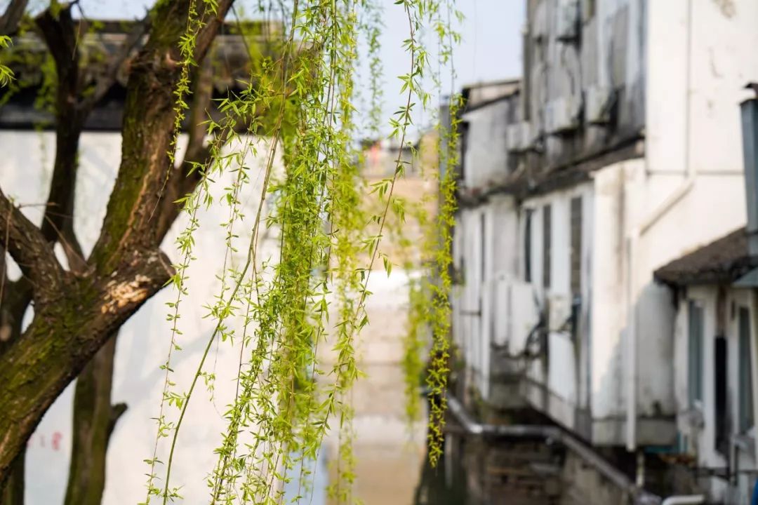 苏州的春天就藏在这些小巷里