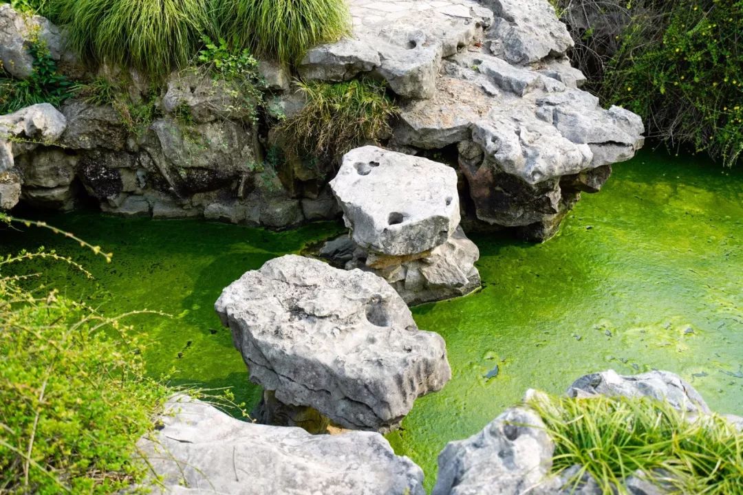 苏州的春天就藏在这些小巷里