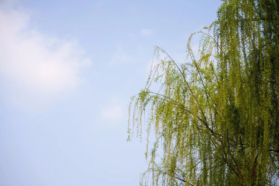 苏州的春天就藏在这些小巷里