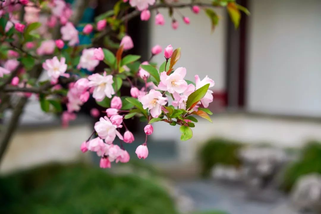 苏州的春天就藏在这些小巷里