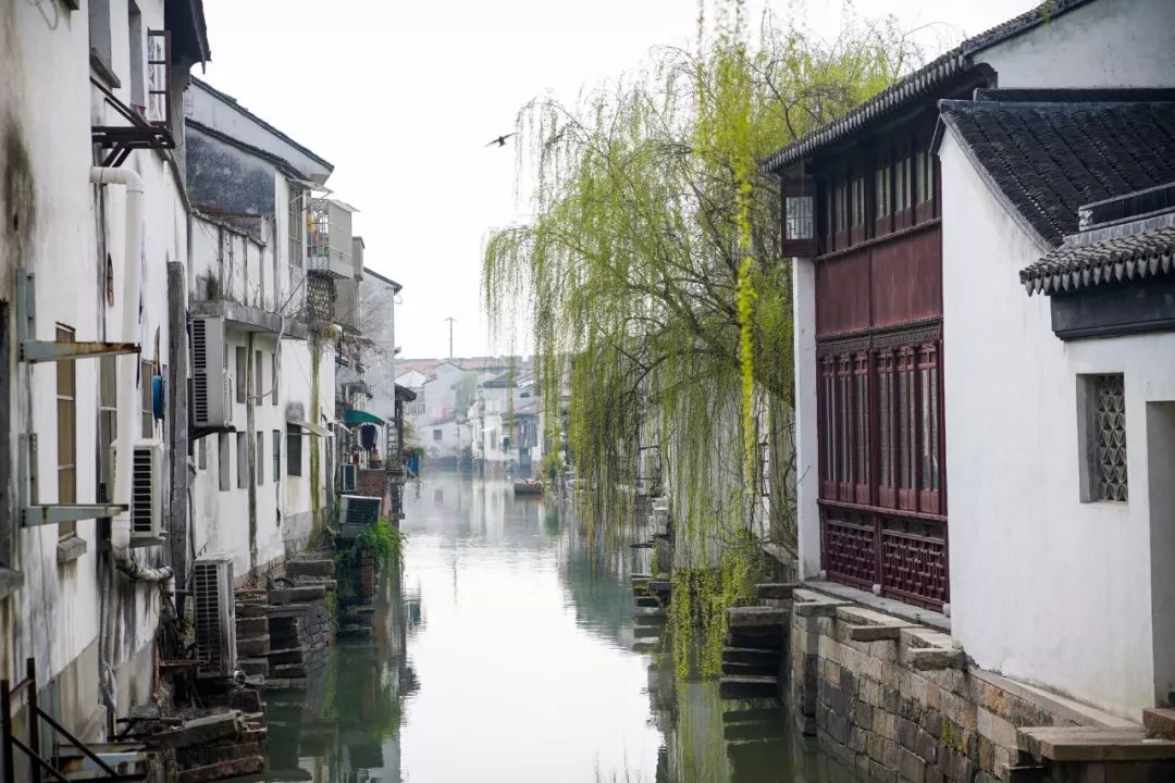 苏州的春天就藏在这些小巷里