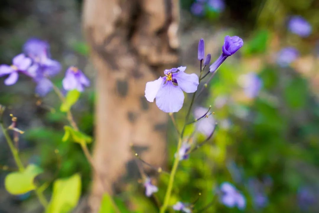 苏州的春天就藏在这些小巷里