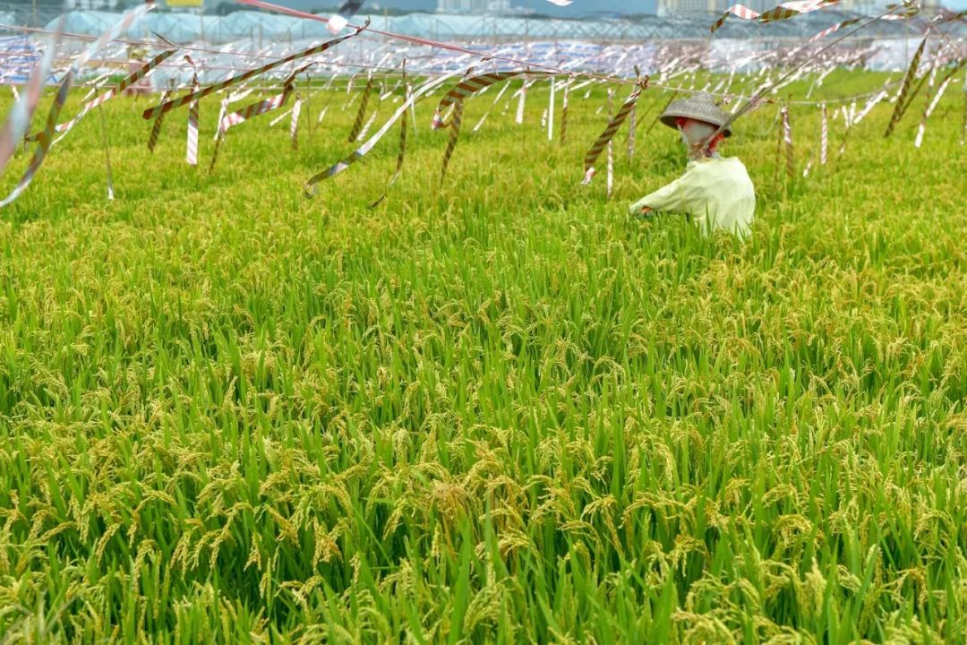 可上九天揽月,可下五洋捉鳖这个省真了不起!