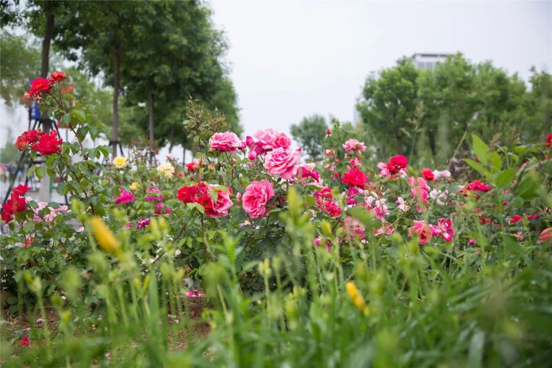 山东商务职业学院2018年公开招聘工作人员正