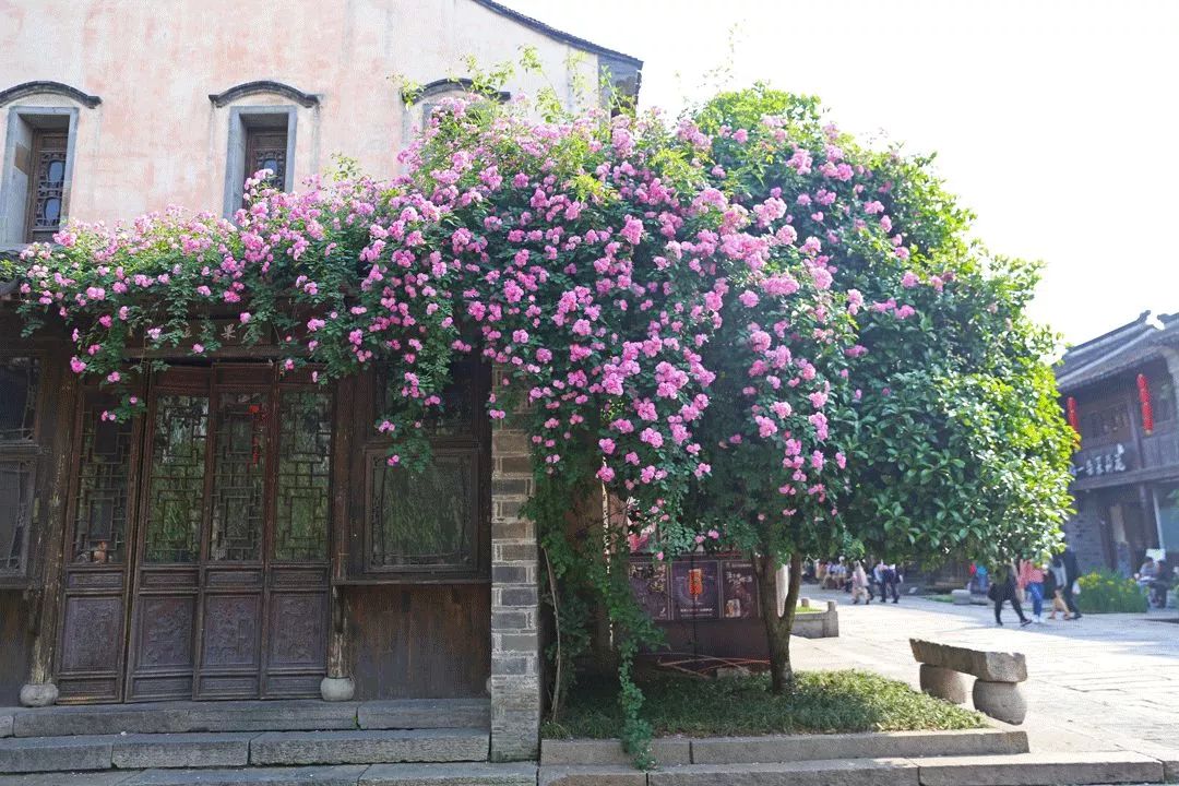 老门东的蔷薇花惊艳到爆!是时候去一趟了!