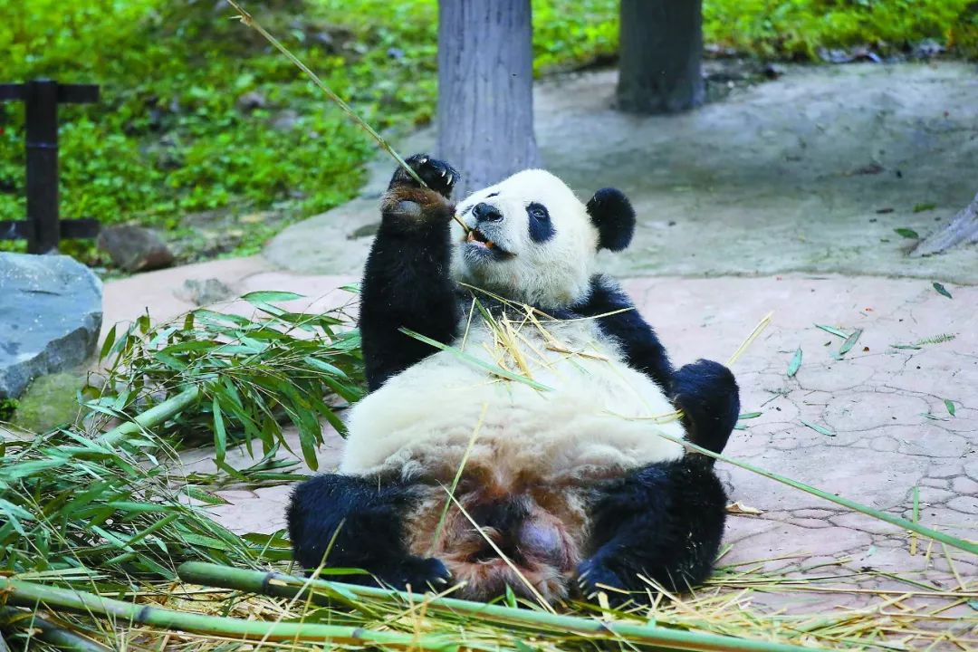 震后十年,从悲情之“川”到希望之“川”