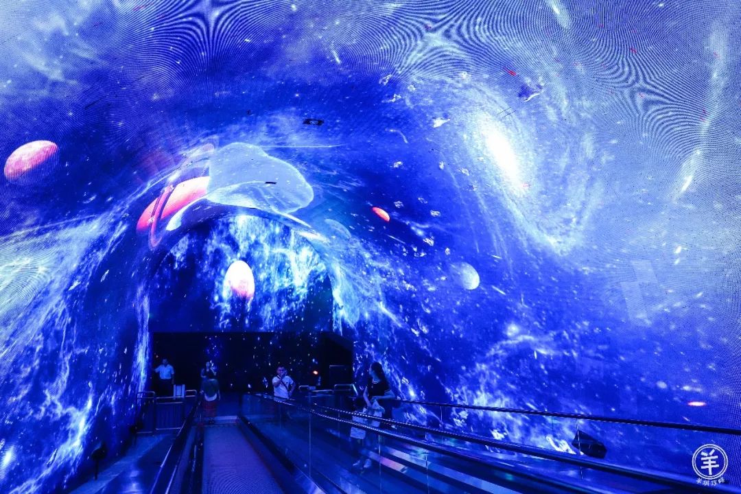 在广州,你见过凌晨3点的海洋世界吗?竟然是这样的