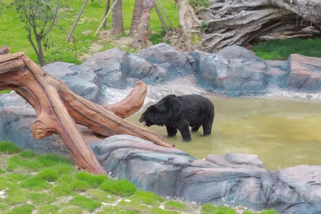 福建永鸿野生动物世界开园倒计时!福清宝贝们暑假又一