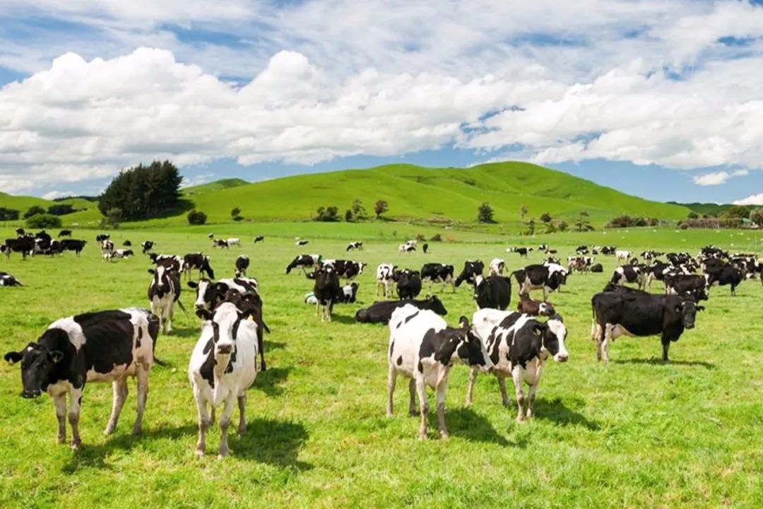 能护眼的蓝莓奶片!每天吃 3 粒,轻松补充叶黄素