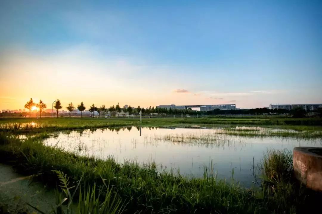 华中农业大学沈建强