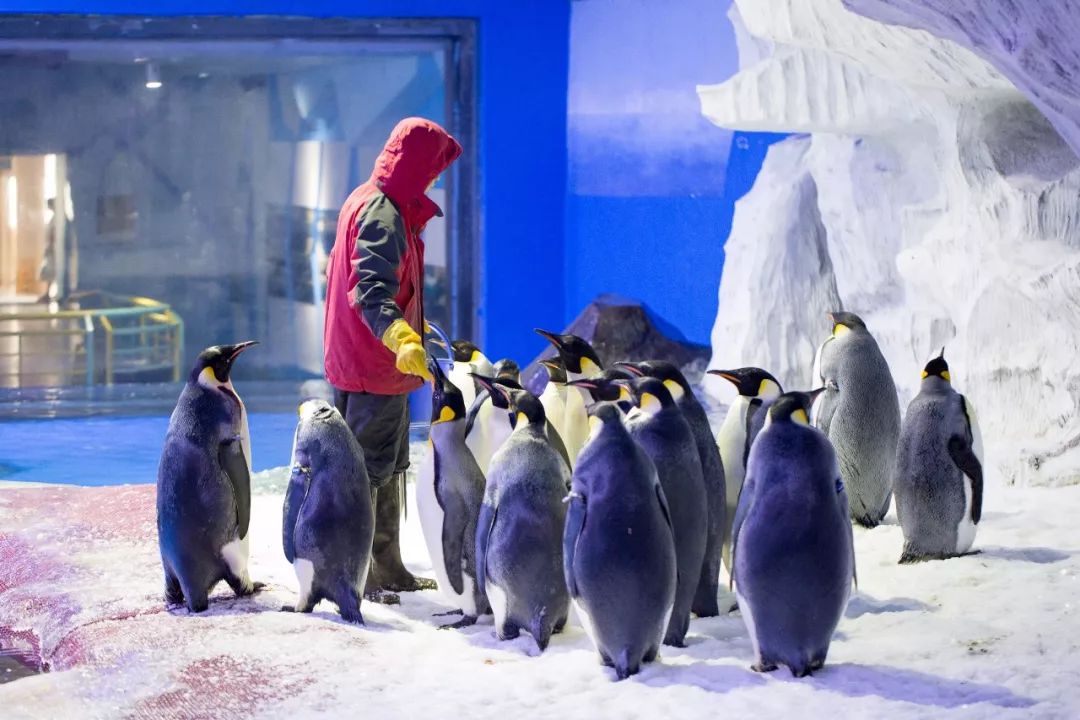 在零下2度的极地海洋馆，我当了1天的企鹅饲养员，惊奇地发现……
