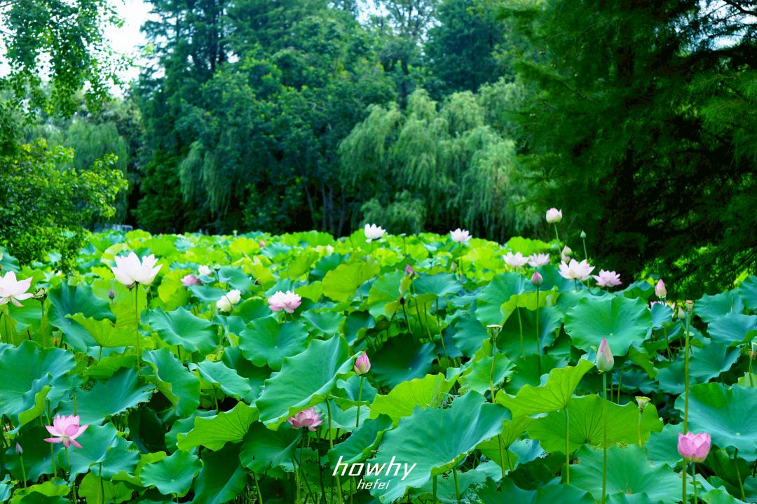 步入中年下半场的合肥植物园,用一场自带仙气的荷花show解除危机!