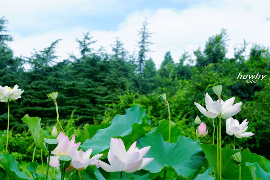荷花池商场桔梗行情安稳