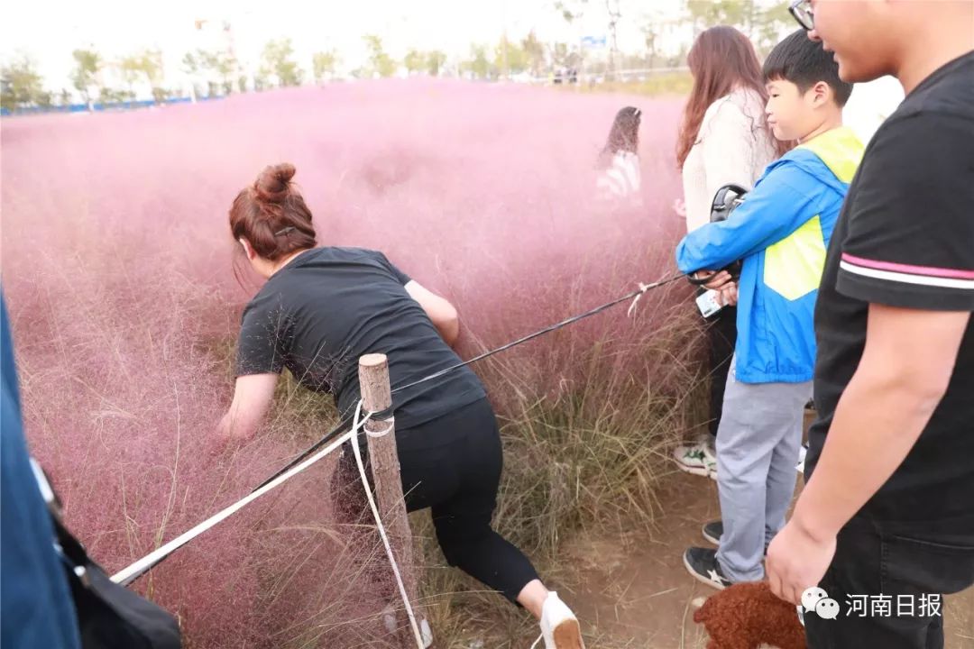 郑州抖音上爆红花海也惨遭拍照人踩踏,有人把