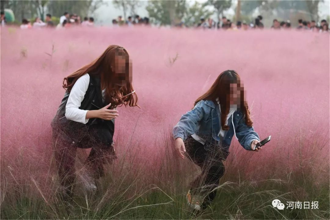 郑州抖音上爆红花海也惨遭拍照人踩踏,有人把