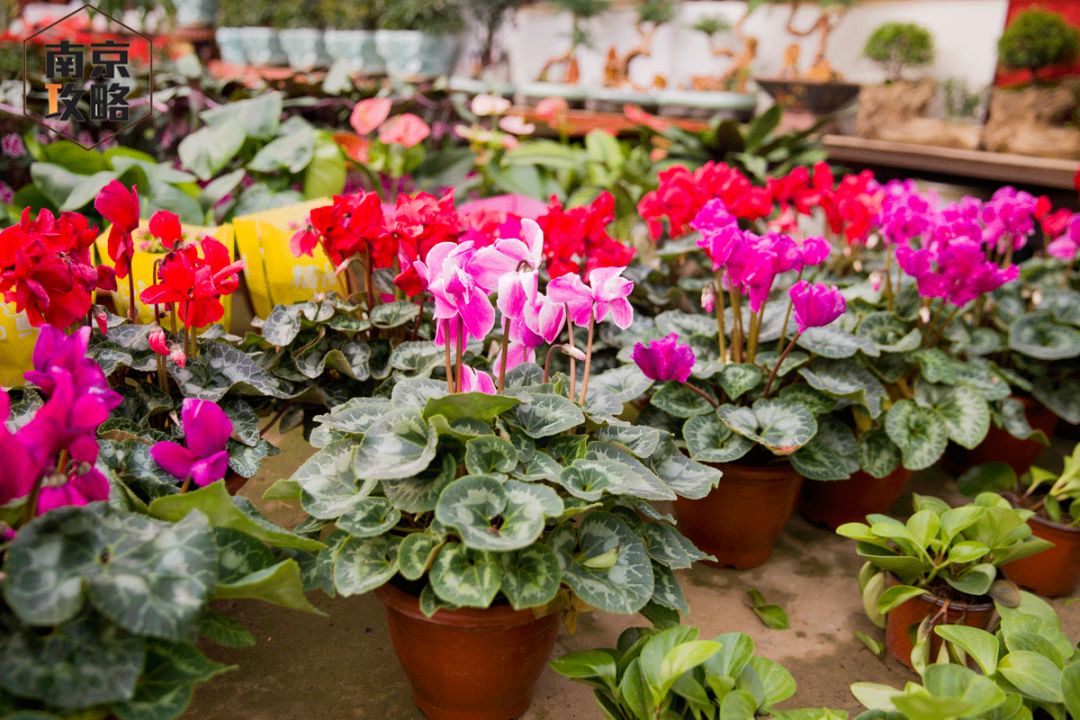 再见了,仙林花卉市场