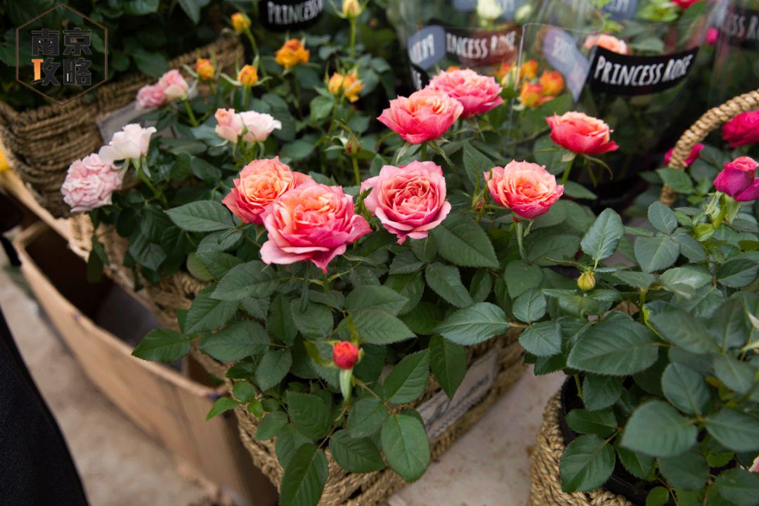 再见了,仙林花卉市场