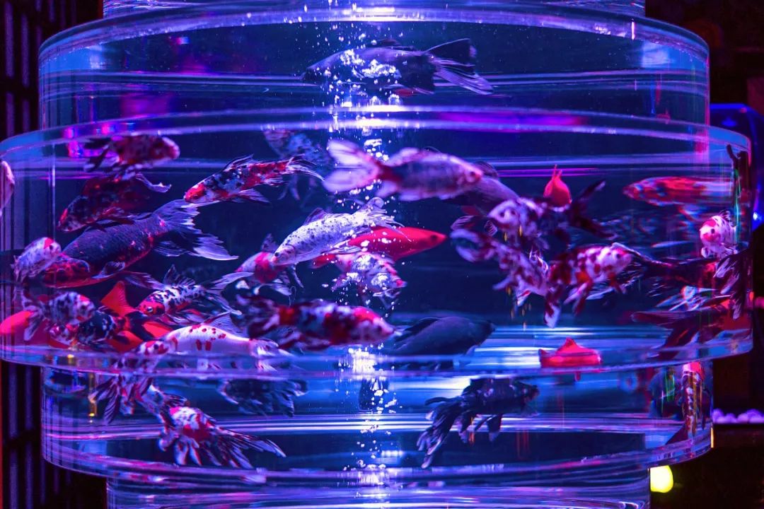 梦境奇观，家中客厅幻化为湖光鱼跃的奇幻之旅