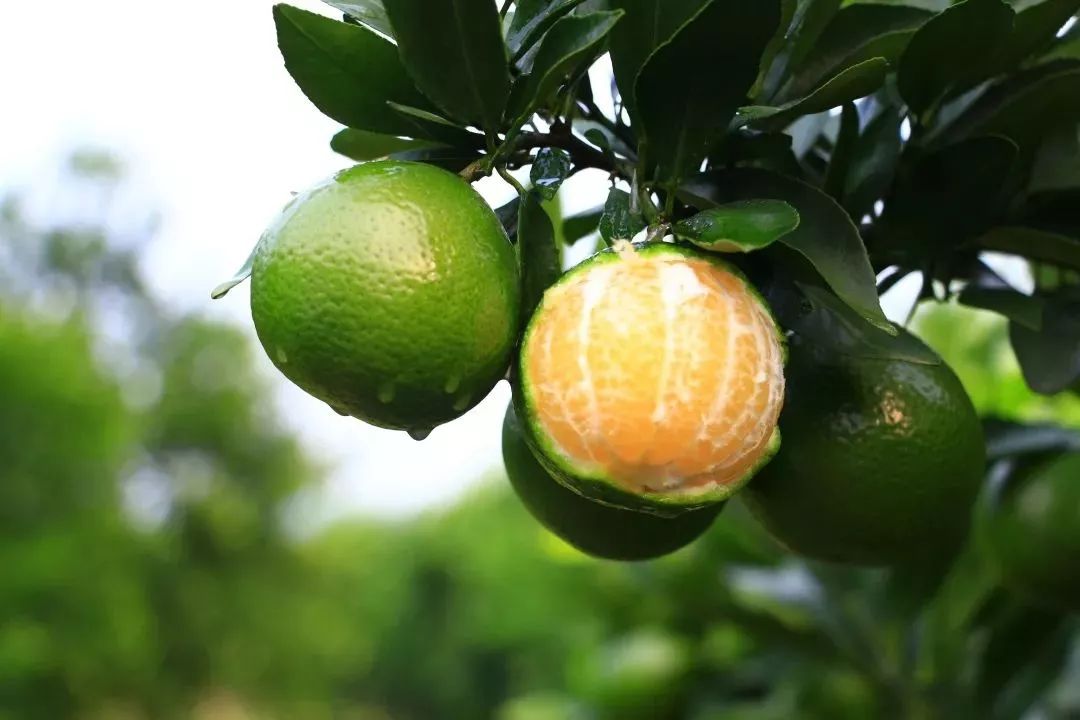 美食主编亲测:这广东蜜柑爆汁爆甜，吃了20斤都收不住嘴!