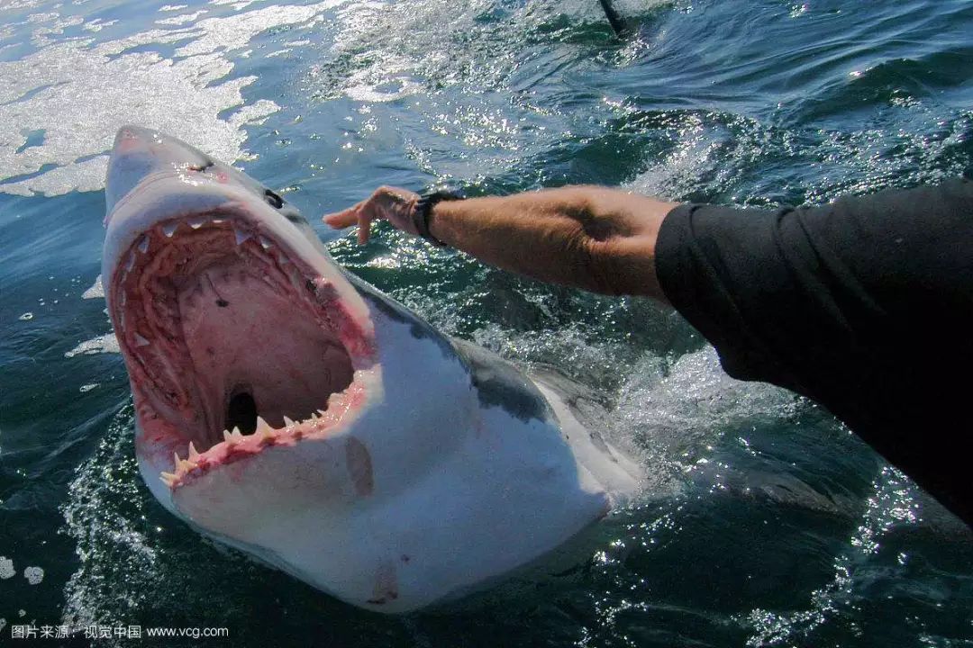 大白鲨的习惯及行为模式 有着普遍的好奇心,但有关它的科学资料却相当